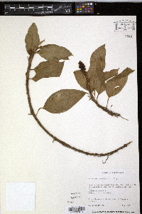Anthurium scandens image