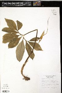 Arisaema dracontium image