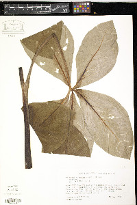 Arisaema quinatum image