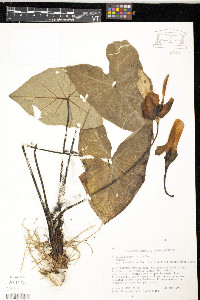 Caladium bicolor image