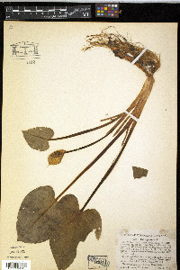 Calla palustris image