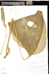 Monstera adansonii image