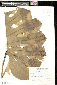 Monstera deliciosa image