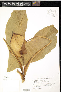 Montrichardia arborescens image