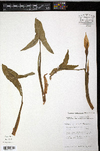 Peltandra sagittifolia image