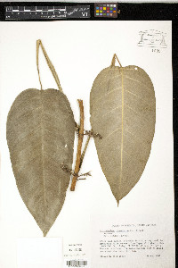 Philodendron lingulatum image