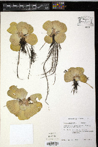 Pistia stratiotes image