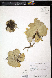 Pistia stratiotes image