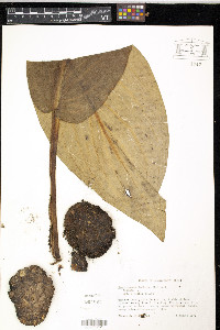 Symplocarpus foetidus image