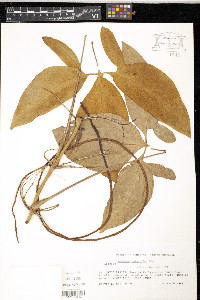 Syngonium podophyllum image