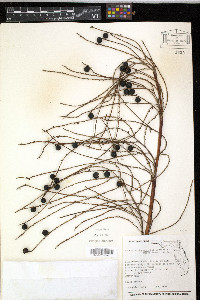 Acoelorraphe wrightii image