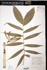 Chamaedorea erumpens image