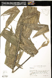 Chamaedorea erumpens image
