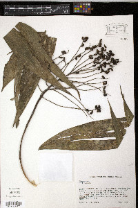 Chamaedorea erumpens image