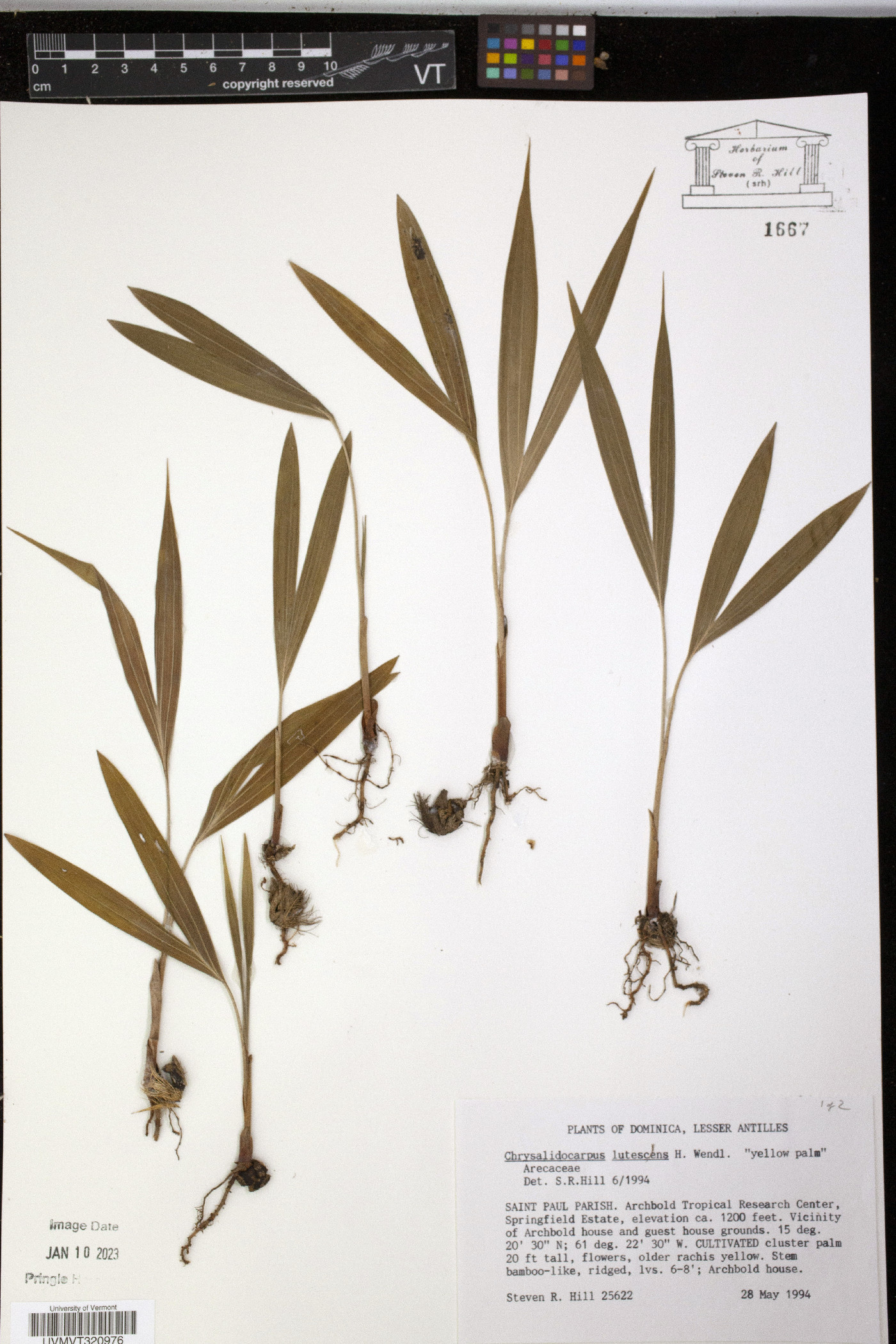 Chrysalidocarpus lutescens image