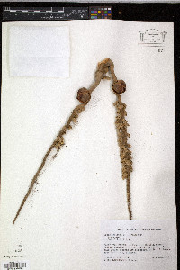 Cocos nucifera image