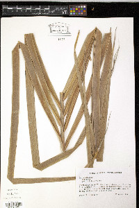 Cocos nucifera image
