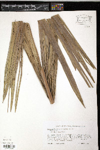 Prestoea acuminata var. montana image