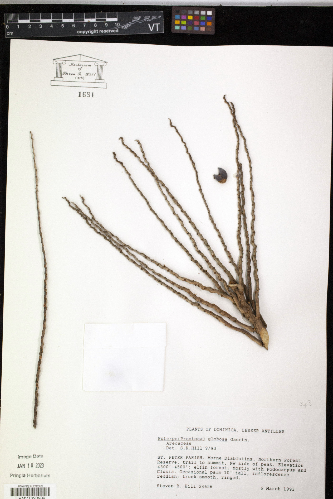 Prestoea acuminata var. montana image