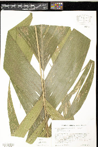 Geonoma pinnatifrons subsp. martinicensis image
