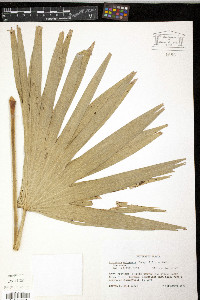 Livistona chinensis image