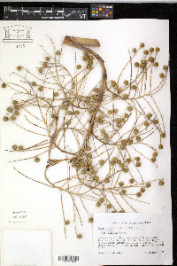 Sabal palmetto image