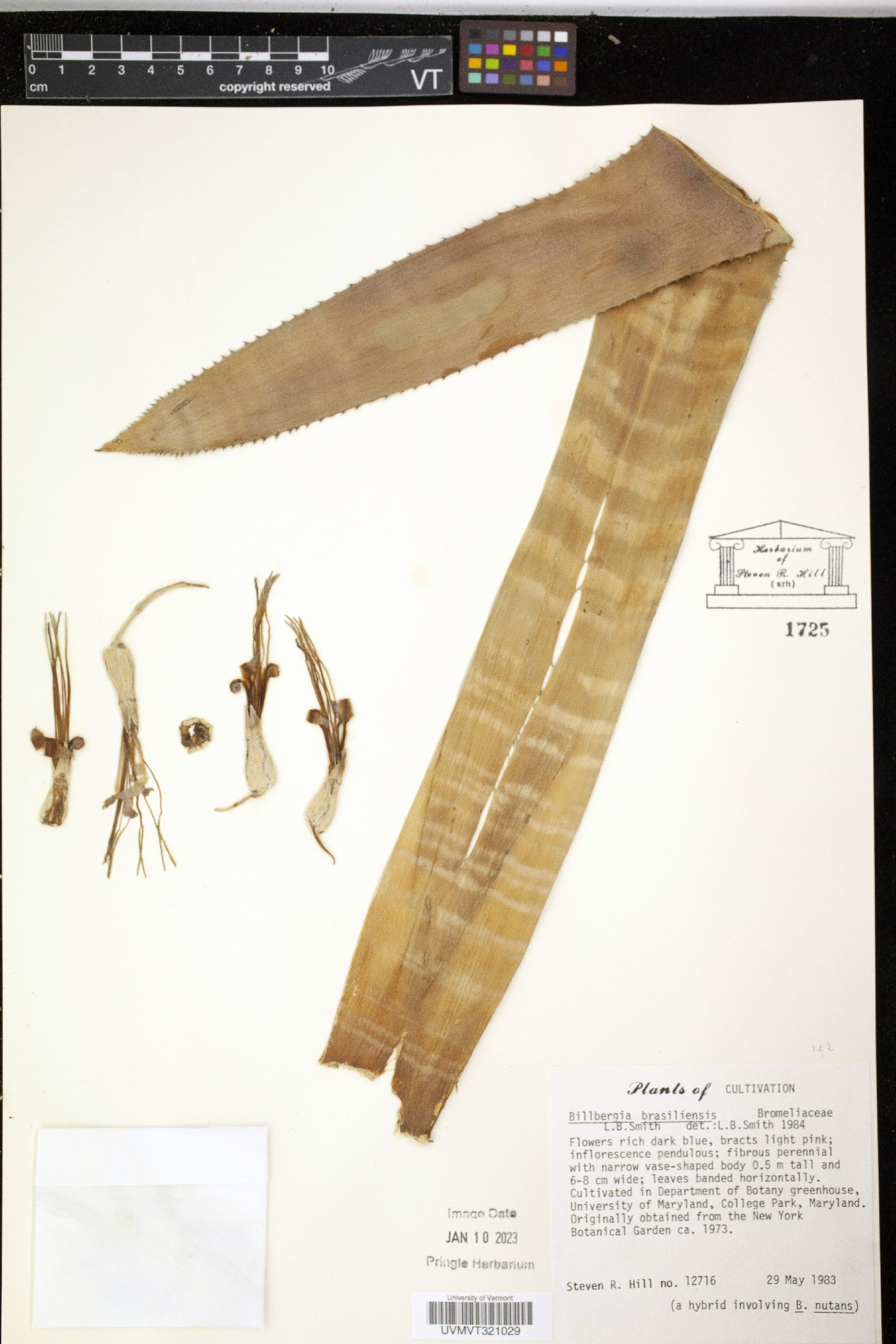 Billbergia brasiliensis image