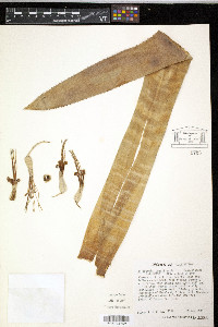 Media resource of Billbergia brasiliensis