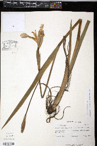 Iris versicolor image