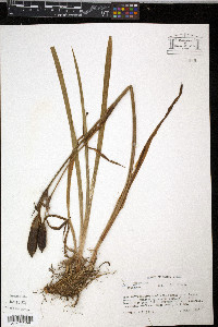 Iris versicolor image