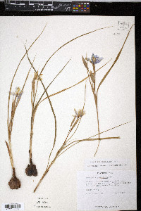 Nemastylis geminiflora image