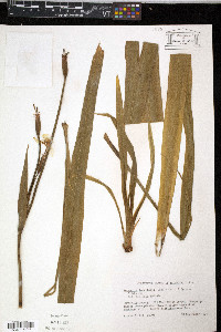 Media resource of Neomarica longifolia