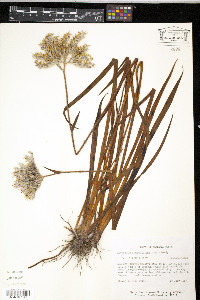 Lachnanthes caroliniana image