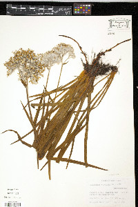 Lachnanthes caroliniana image