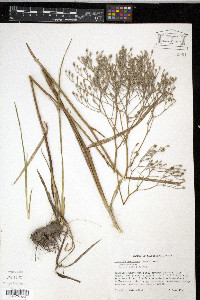 Lophiola americana image