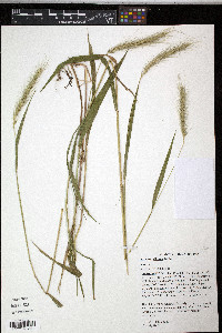 Elymus villosus image