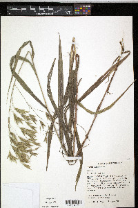 Bromus kalmii image
