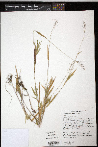 Dichanthelium acuminatum subsp. implicatum image