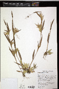 Dichanthelium acuminatum subsp. implicatum image