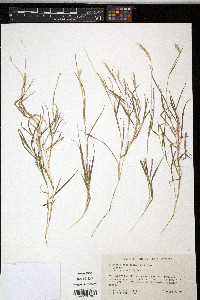 Diectomis fastigiata image