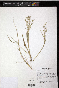 Puccinellia distans image