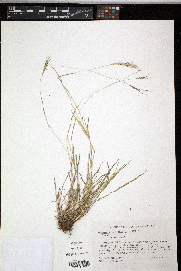 Diectomis fastigiata image