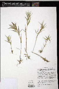 Panicum acuminatum image