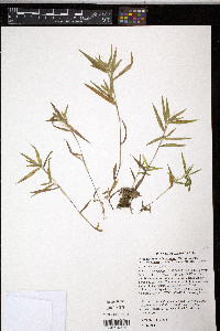 Dichanthelium villosissimum image