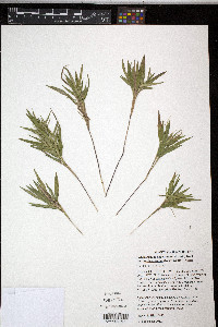 Dichanthelium scribnerianum image