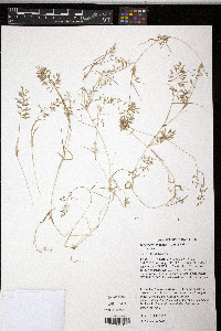 Eragrostis hypnoides image
