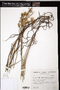 Symphyotrichum subulatum var. squamatum image