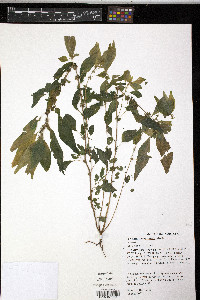 Parietaria pensylvanica image