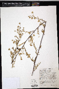 Symphyotrichum lanceolatum var. interior image