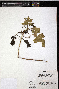 Polymnia canadensis image
